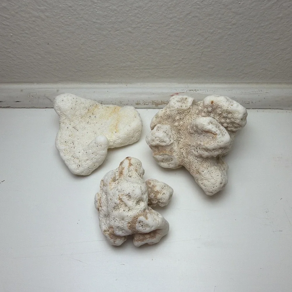 Fossilized Coral Three Pieces